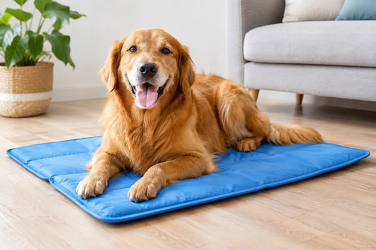 Best Dog Cooling Mats for Hot-Weather Comfort