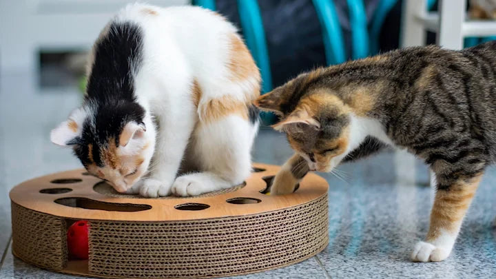 Surprisingly, Your Aloof Cat is Not Above Playing with Toys
