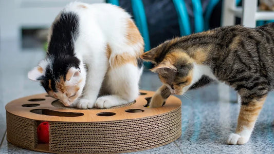 Surprisingly, Your Aloof Cat is Not Above Playing with Toys